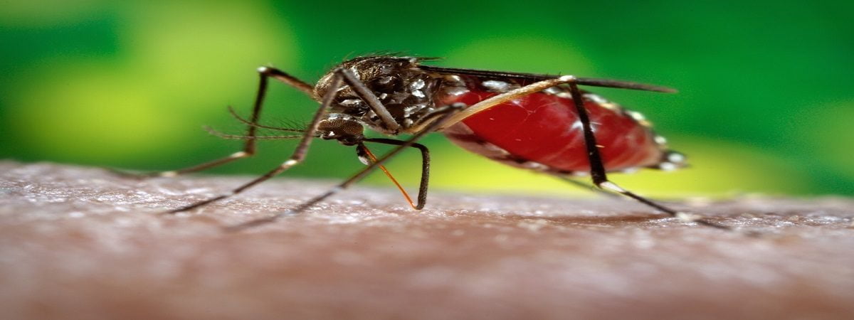 stay safe from dengue - daraz.com.bd