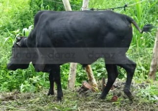 buy cross black cow from daraz.com.bd
