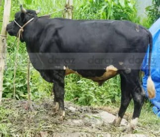 order cross black cow from daraz.com.bd