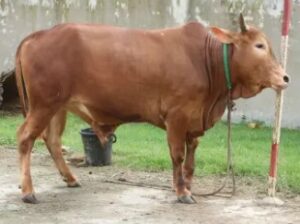 buy jersey cross red cow from daraz.com.bd