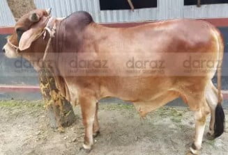 order red cow from daraz.com.bd