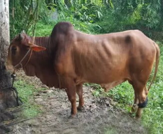 buy red native cow from daraz.com.bd