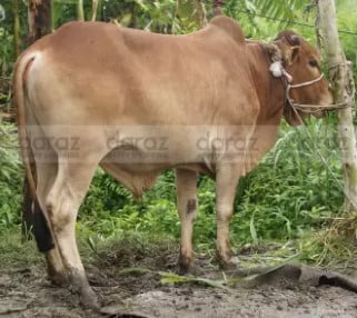 buy native red cow from daraz.com.bd