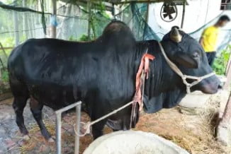buy shahiwal black cow from daraz.com.bd