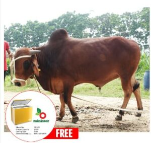 Buy online red brahman cross cow