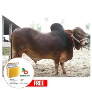 Buy red nepali gir cow online