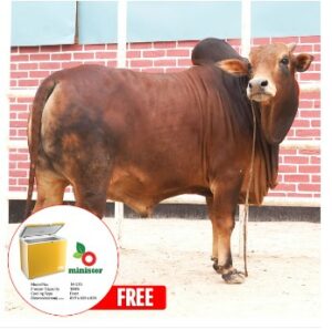 sahiwal cow price in bangladesh