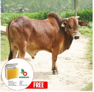 sahiwal pakra cow